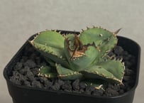 アガベ・チタノタ 姫厳竜（ボールタイプ）中-090｜agave titanota