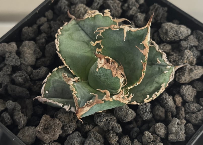アガベ・チタノタ LQH_火（芽）-002｜agave titanota mars | Plu