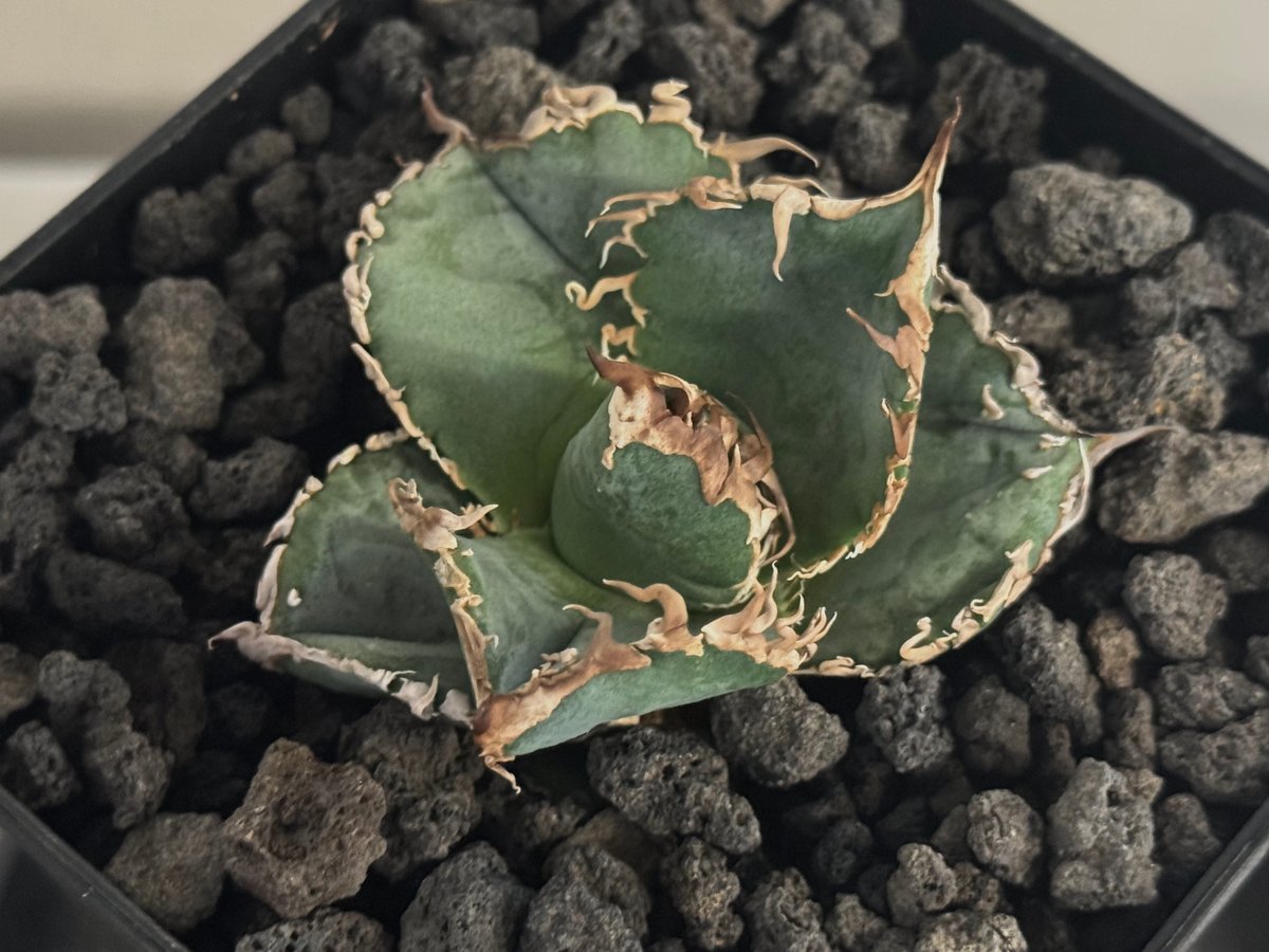 アガベ・チタノタ LQH_火（芽）-002｜agave titanota mars | Plu