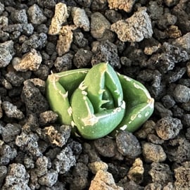 更新！＞Dennis達磨（DARUMA）販売開始のお知らせ | Plus_Plants STORE