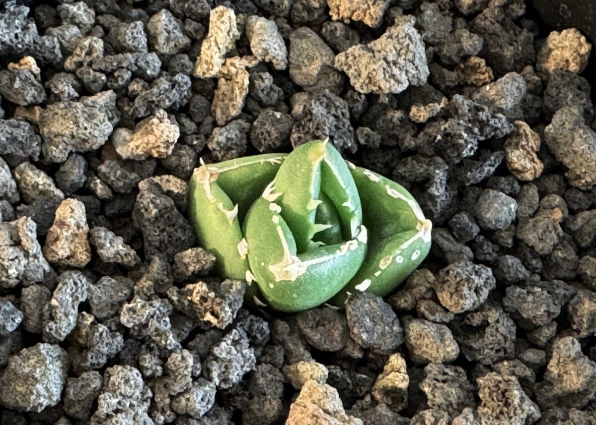 アガベ・チタノタ 達磨(芽)-003|agave titanota DARUMA | Plus アガベ・チタノタ 達磨(芽)-003|agave titanota DARUMA | Plus