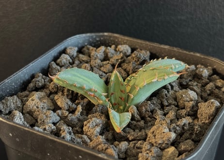 CATEGORY Titanota Dwarf medio-picta｜姫厳竜白中斑 | Pl