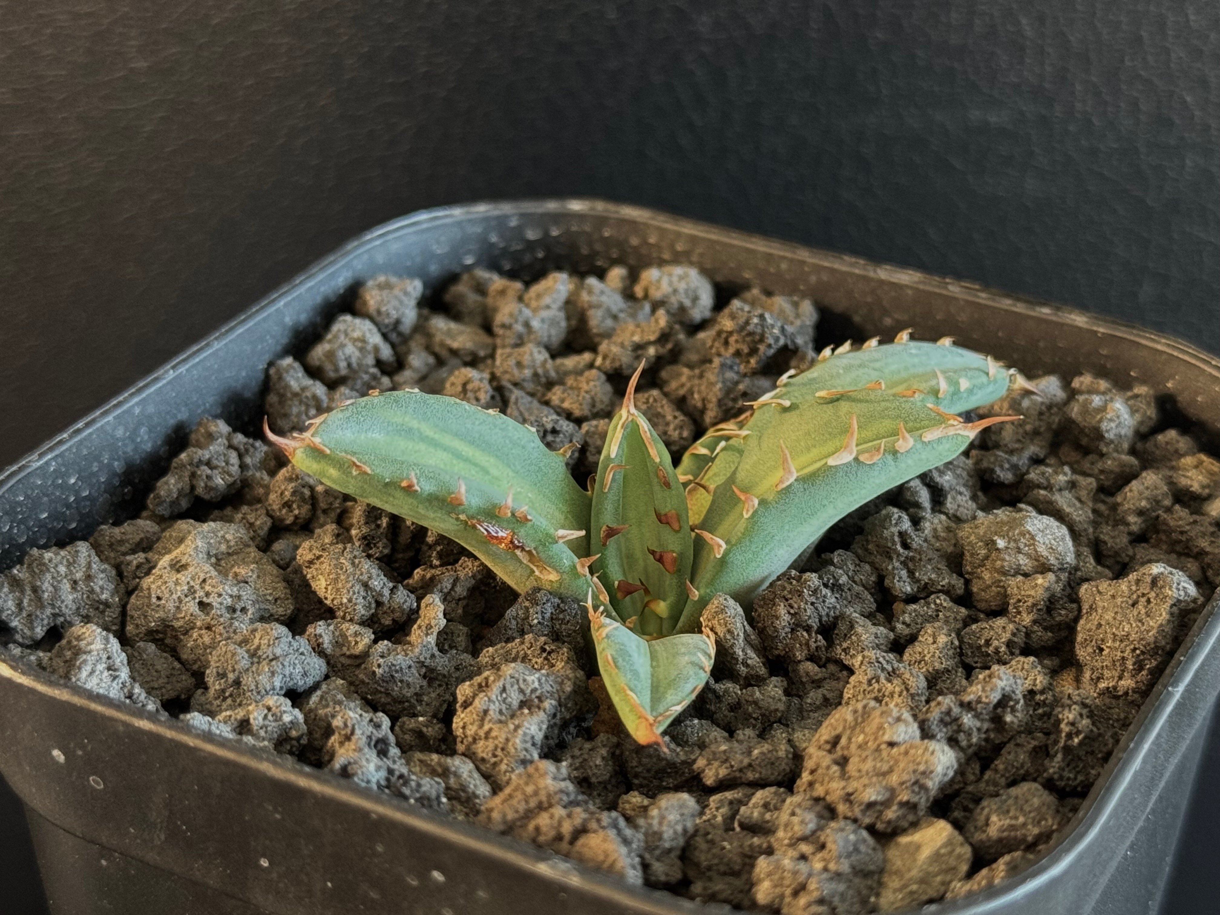 アガベ・チタノタ 姫厳竜白中斑（芽）-002｜agave titanota dwarf me