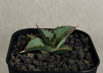 アガベ・チタノタ（ノーネーム）003｜agave titanota No Name | Plu