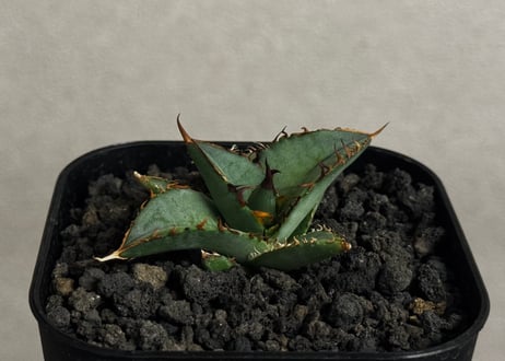 Plus_Plants STORE