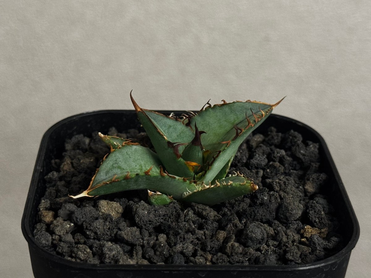 アガベ・チタノタ 毛怪(芽)-001｜Agave titanota monster | Plu
