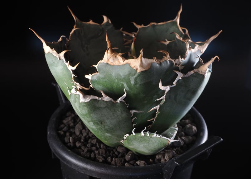 agave アガベ titanota チタノタ 白鯨 選抜株 fo076