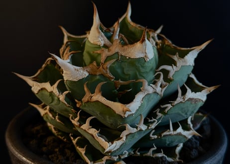 アガベ・チタノタ　清櫻(芽)-004｜agave titanota Queen