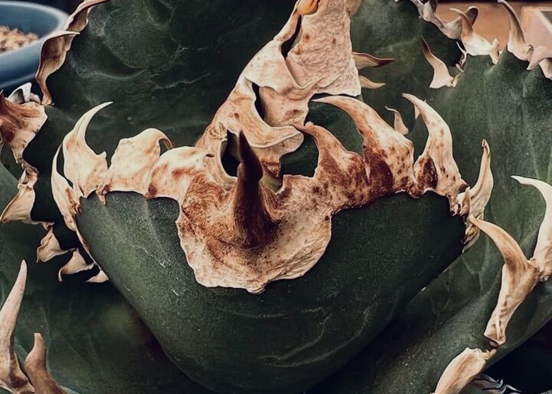 アガベ・チタノタ 金剛(芽)-008|agave titanota adamantine | アガベ・チタノタ 金剛(芽)-008|agave titanota adamantine |