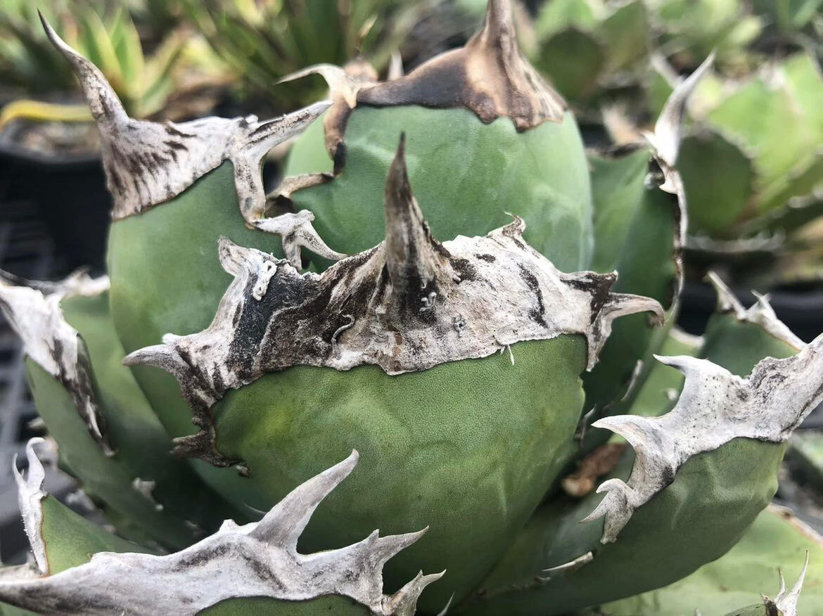 チタノタ　カリフォルニア　親株　チタノタ　agave titanota