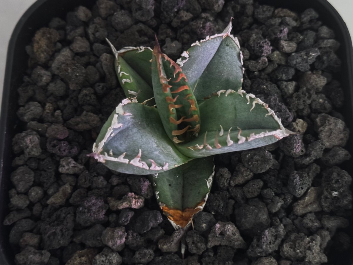 アガベ・チタノタ ハンスのぶつぶつ（芽）-002｜agave titanota Hanes n