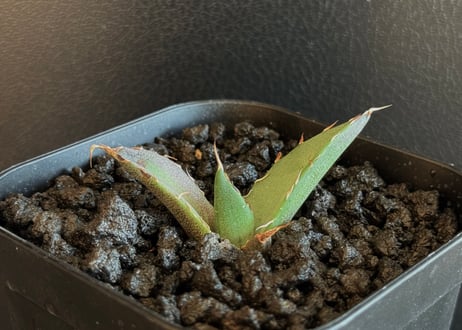 CATEGORY Titanota Hades|黒帝斯/恐竜牙歯 | Plus_Plants CATEGORY Titanota Hades|黒帝斯/恐竜牙歯 | Plus_Plants
