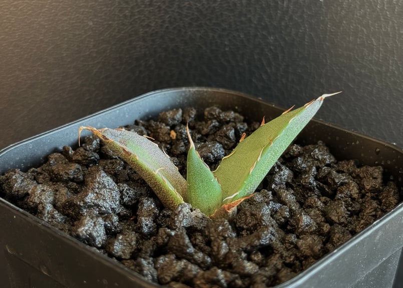 アガベ・チタノタ ハデス (黒帝斯) 芽-036|agave titanota アガベ・チタノタ ハデス (黒帝斯) 芽-036|agave titanota