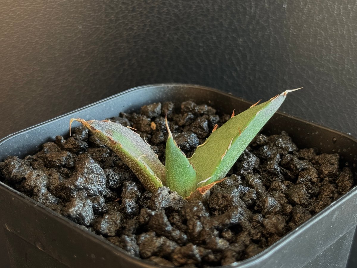アガベ・チタノタ ハデス (黒帝斯) 芽-036|agave titanota アガベ・チタノタ ハデス (黒帝斯) 芽-036|agave titanota
