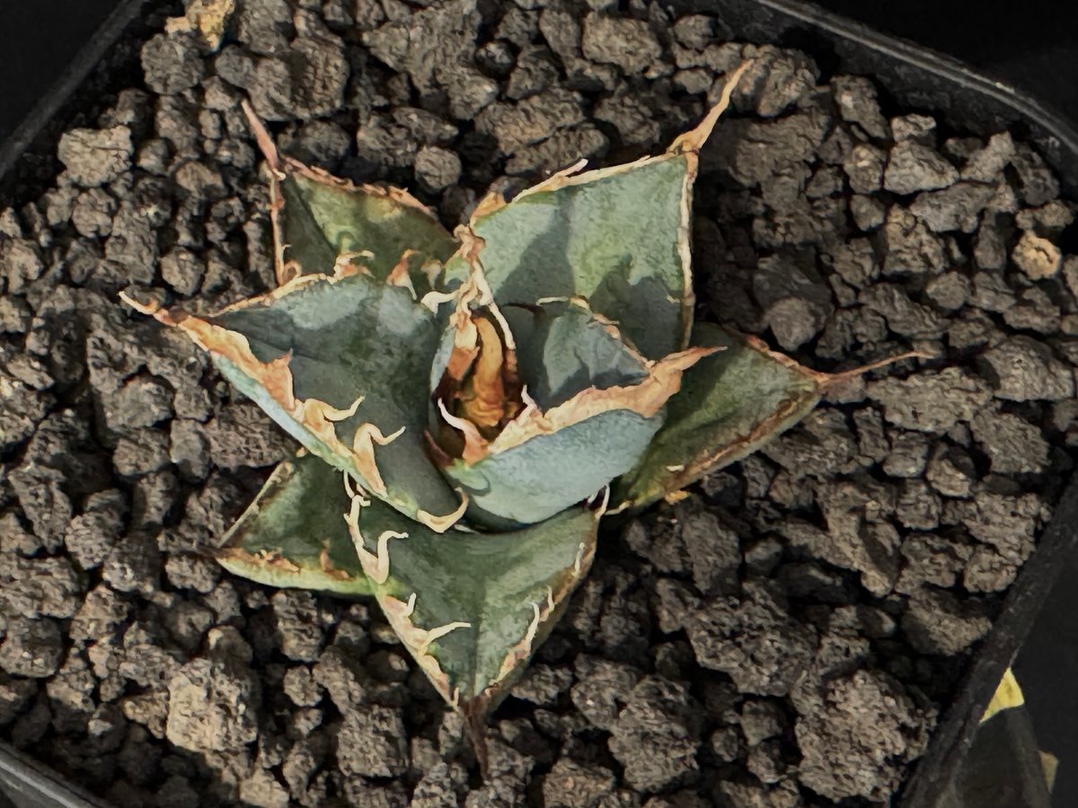 アガベ・チタノタ LQH_土(芽)007|agave titanota saturn | Pl アガベ・チタノタ LQH_土(芽)007|agave titanota saturn | Pl