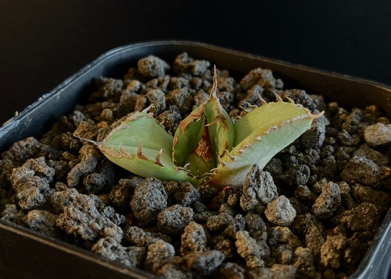 アガベ・チタノタ 白巫-003|agave Titanota Wizard | Plus_Pl アガベ・チタノタ 白巫-003|agave Titanota Wizard | Plus_Pl