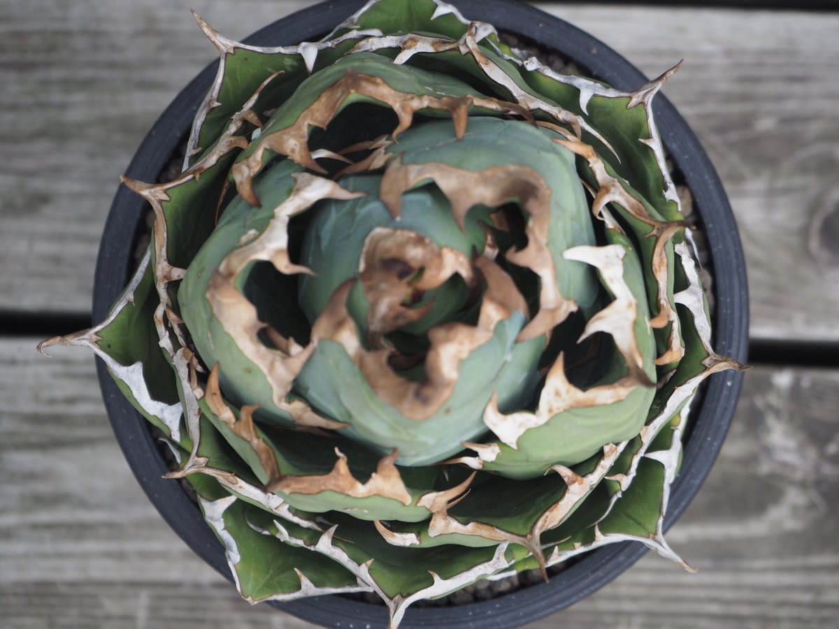 アガベ・チタノタ 姫厳竜（ボールタイプ）中-091｜agave