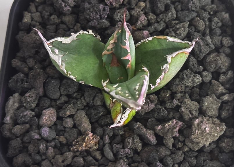 アガベ・チタノタ ハンスのぶつぶつ（芽）-003｜agave titanota Hanes n