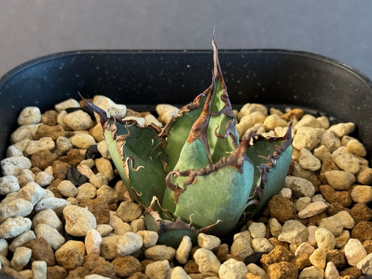 アガベ・チタノタ シーザー/凱撒(芽)-027|agave titanota アガベ・チタノタ シーザー/凱撒(芽)-027|agave titanota