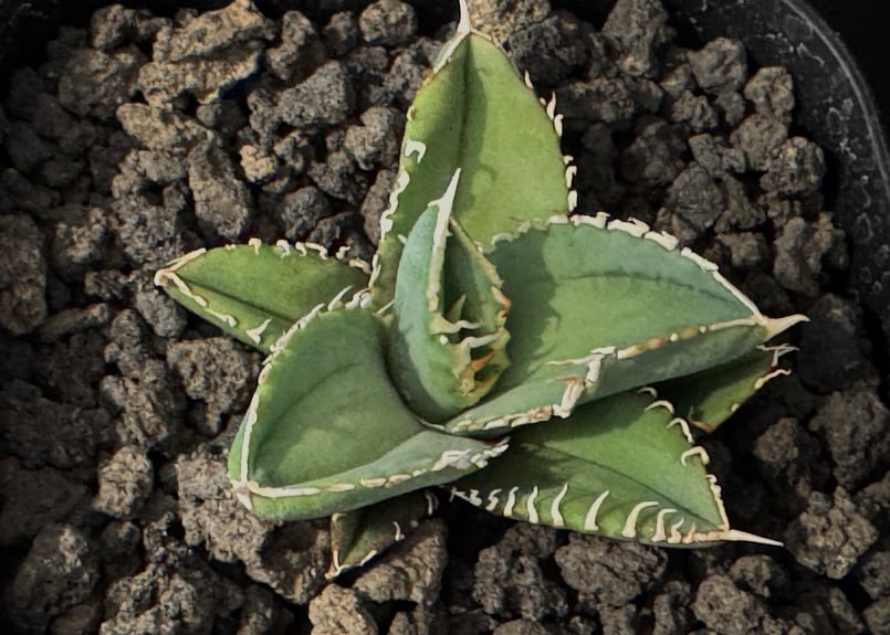 アガベ・チタノタ 白毫刺(芽)-014|agave titanota アガベ・チタノタ 白毫刺(芽)-014|agave titanota