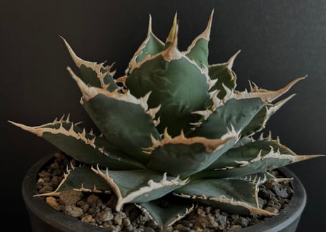 Akira　アガベ 海王 Agave titanota 'Neptune' アガベチタノータ 海王
