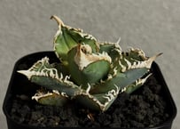 アガベ・オバティフォリア(丸葉タイプ)|(芽)-001| agave アガベ・オバティフォリア(丸葉タイプ)|(芽)-001| agave