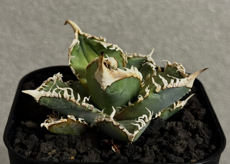 アガベ・チタノタ 白幽霊（芽）-005｜agave titanota white ghost