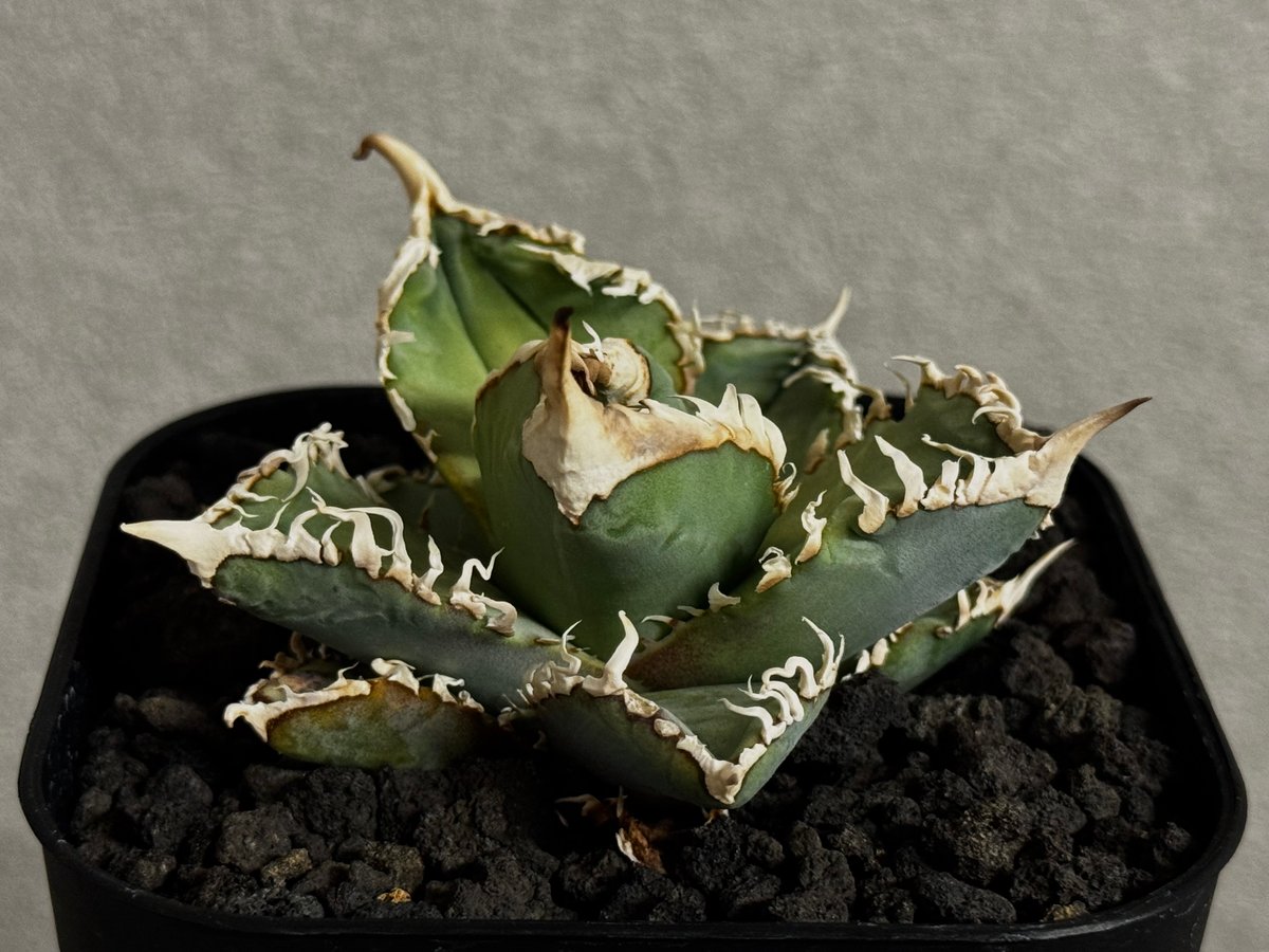 アガベ・チタノタ 白幽霊（芽）-005｜agave titanota white ghost