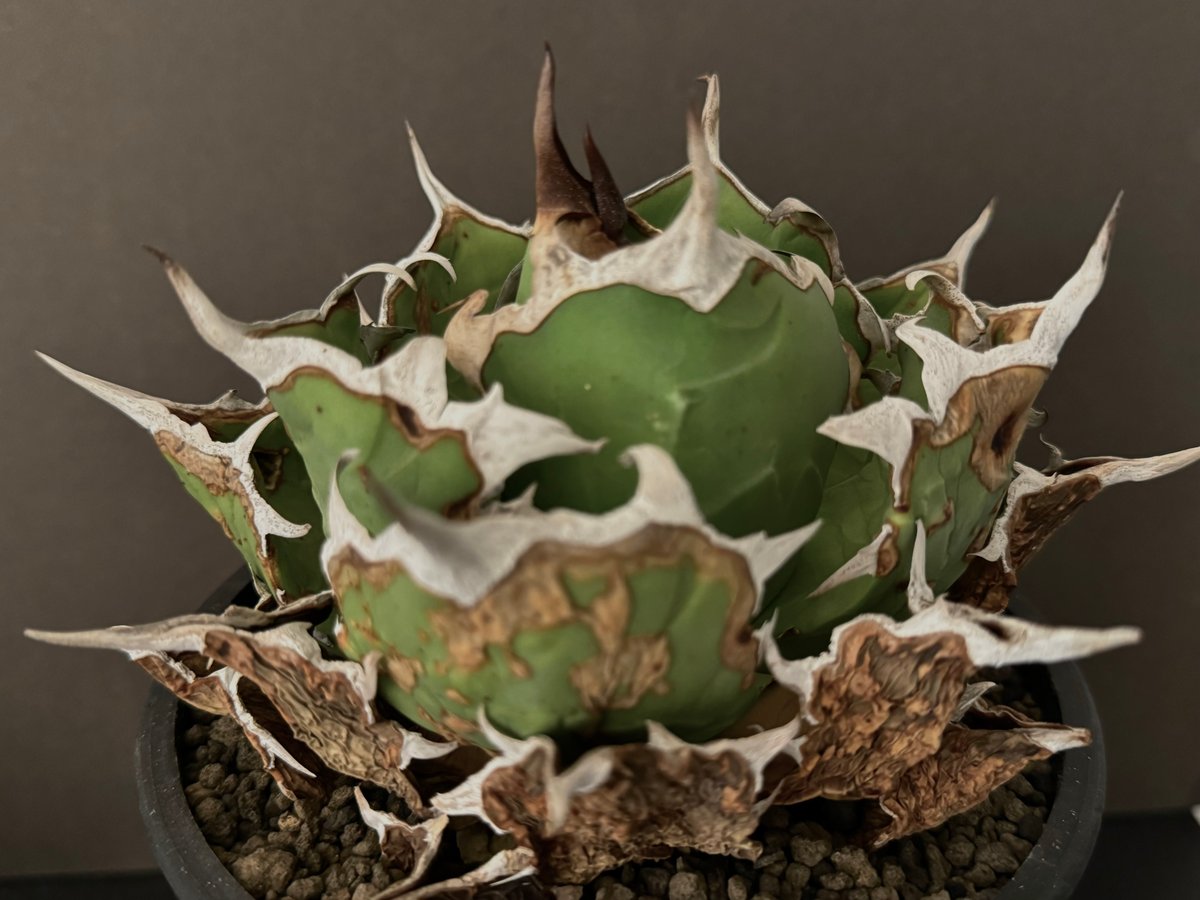 アガベ チタノタ フクロウ 猫頭鷹 海豹 アガベ・チタノタ フクロウ/猫頭鷹(台湾Lize産)（大）-006