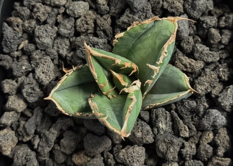 アガベ・チタノタ　清櫻(芽)-004｜agave titanota Queen