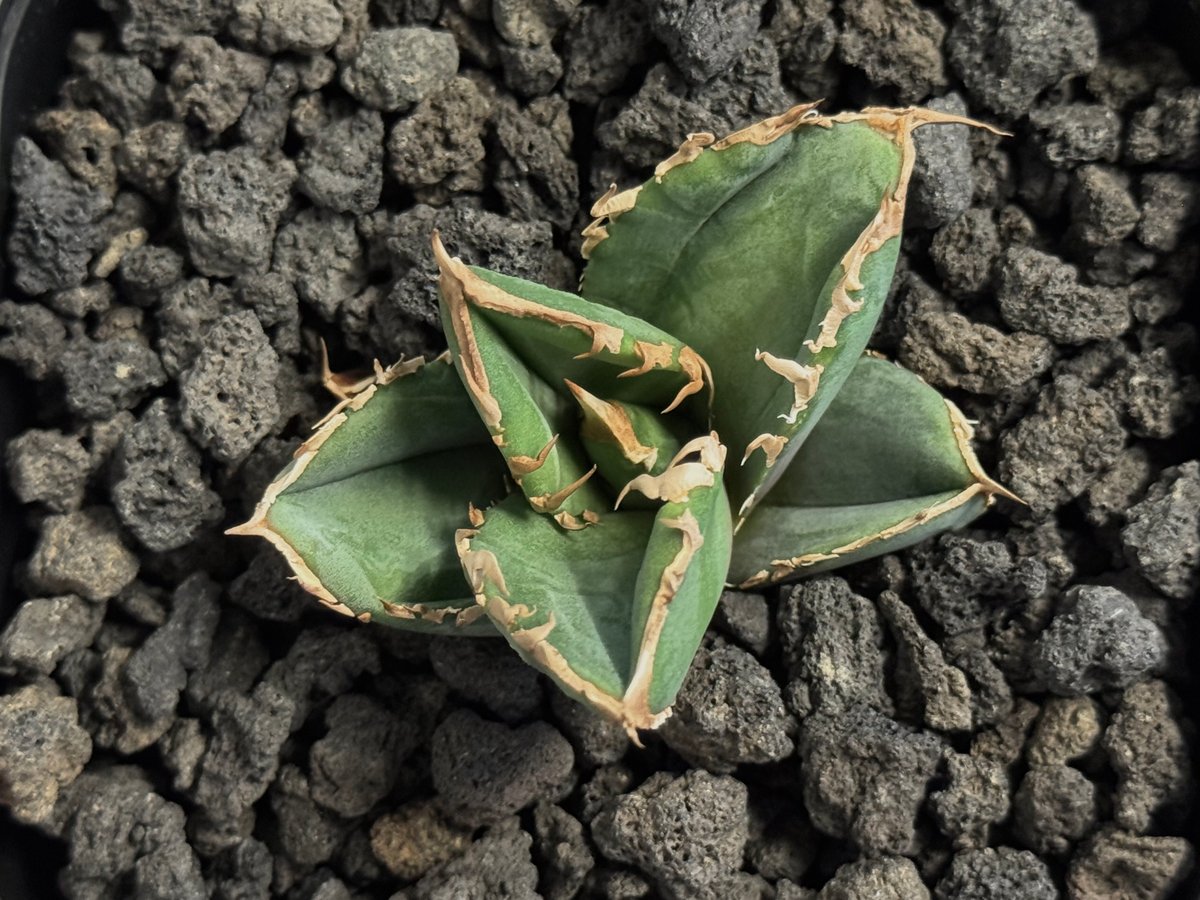 アガベ・チタノタ 清櫻(芽)-004｜agave titanota Queen | Plus_