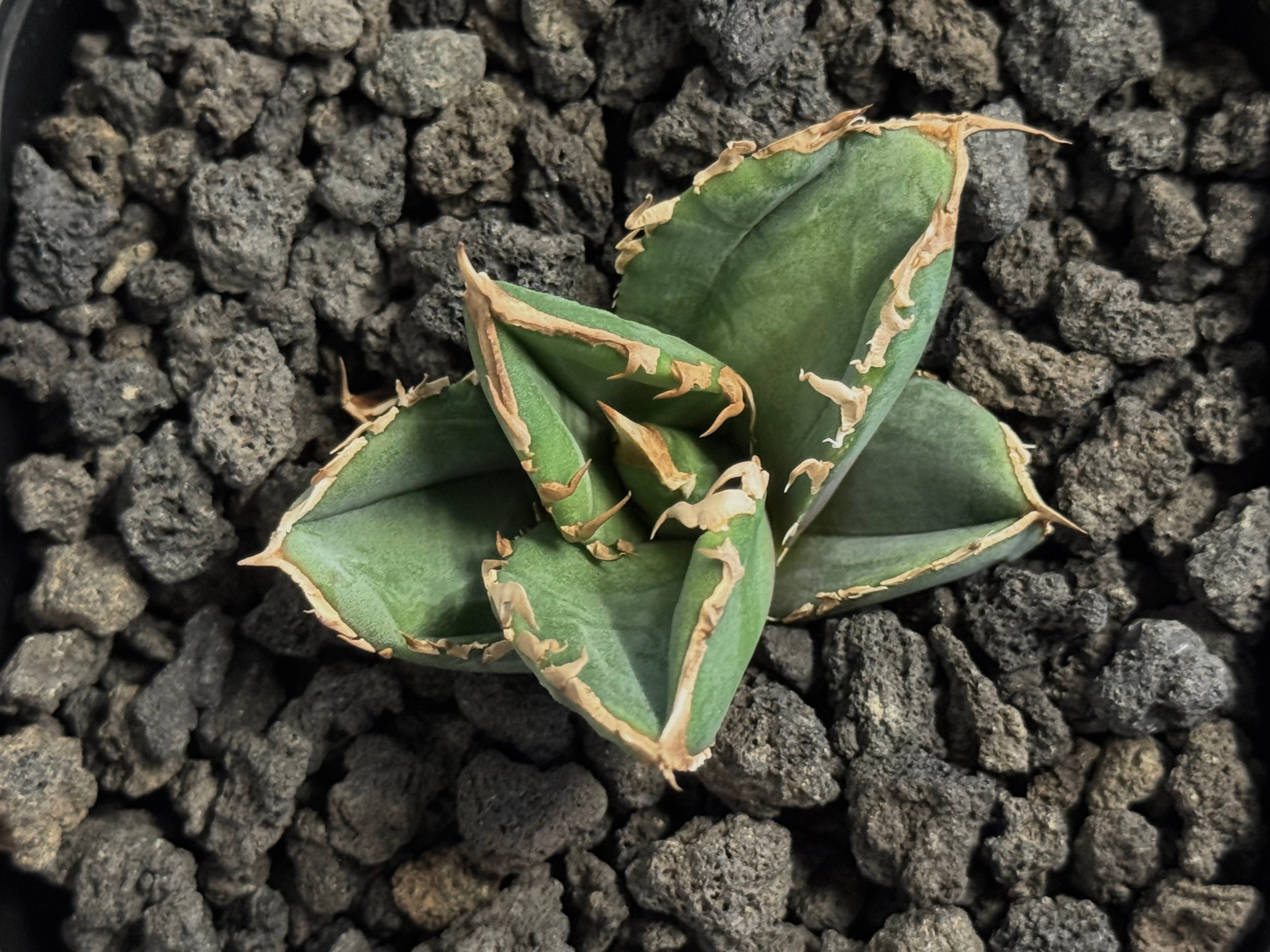 アガベ・チタノタ 清櫻(芽)-004｜agave titanota Queen | Plus_