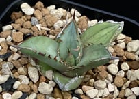 アガベ・チタノタ白鯨(ボールタイプ)大-037|agave titanota アガベ・チタノタ白鯨(ボールタイプ)大-037|agave titanota
