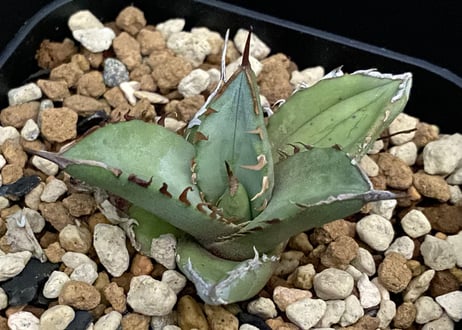 アガベ・チタノタ  鳳凰 子株-001｜agave titanota Phoenix