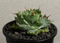 アガベ・姫蠍蟹 (小株)-011｜Agave gypsophila x isthmensis