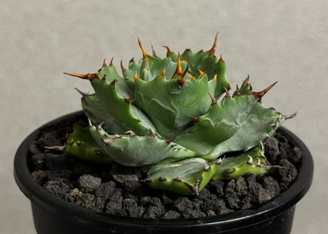 Plus_Plants STORE