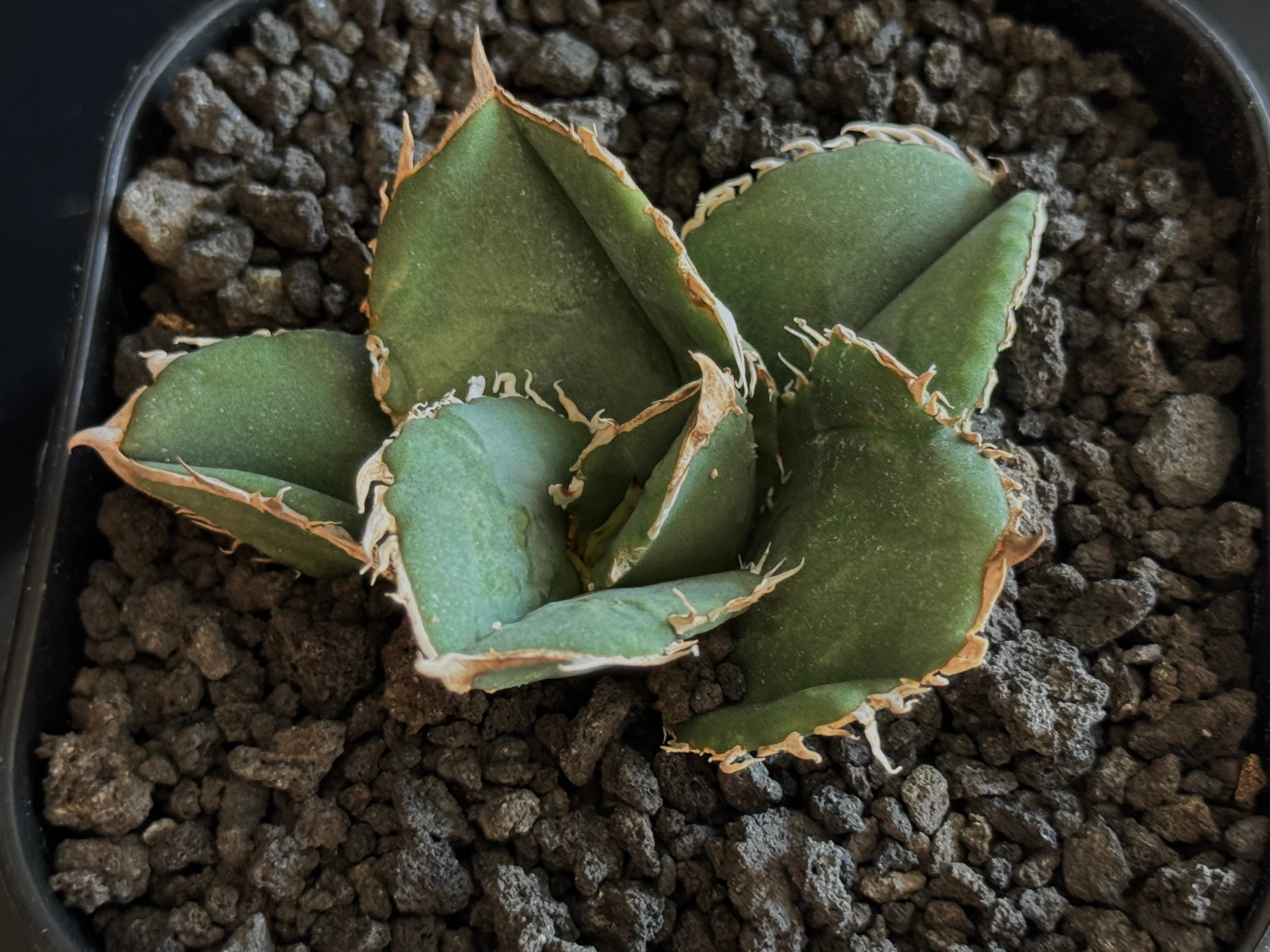アガベ・チタノタ 蚩尤（芽）-004｜agave titanota chiyou | Plus