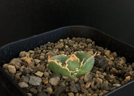 CATEGORY Titanota warthog｜疣猪 | Plus_Plants STORE