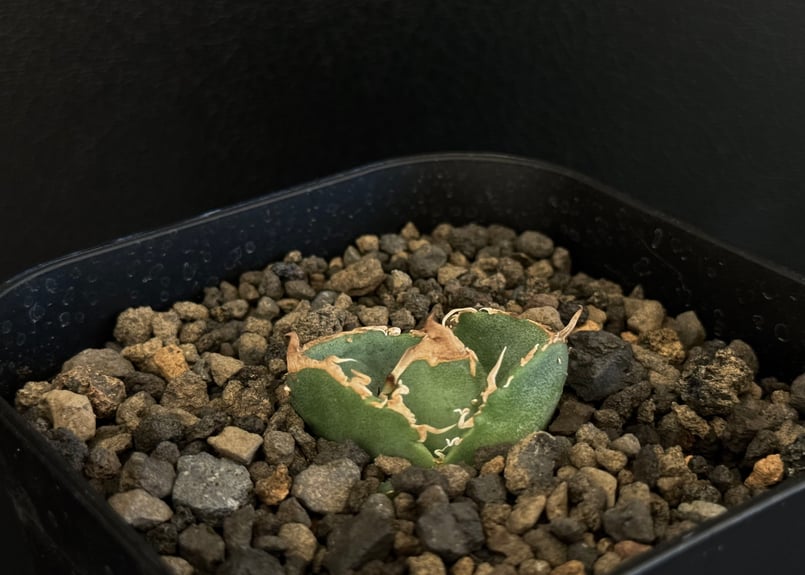 アガベ・チタノタ 疣猪/丸叶背刺（芽/小）-002｜agave titanota wartho