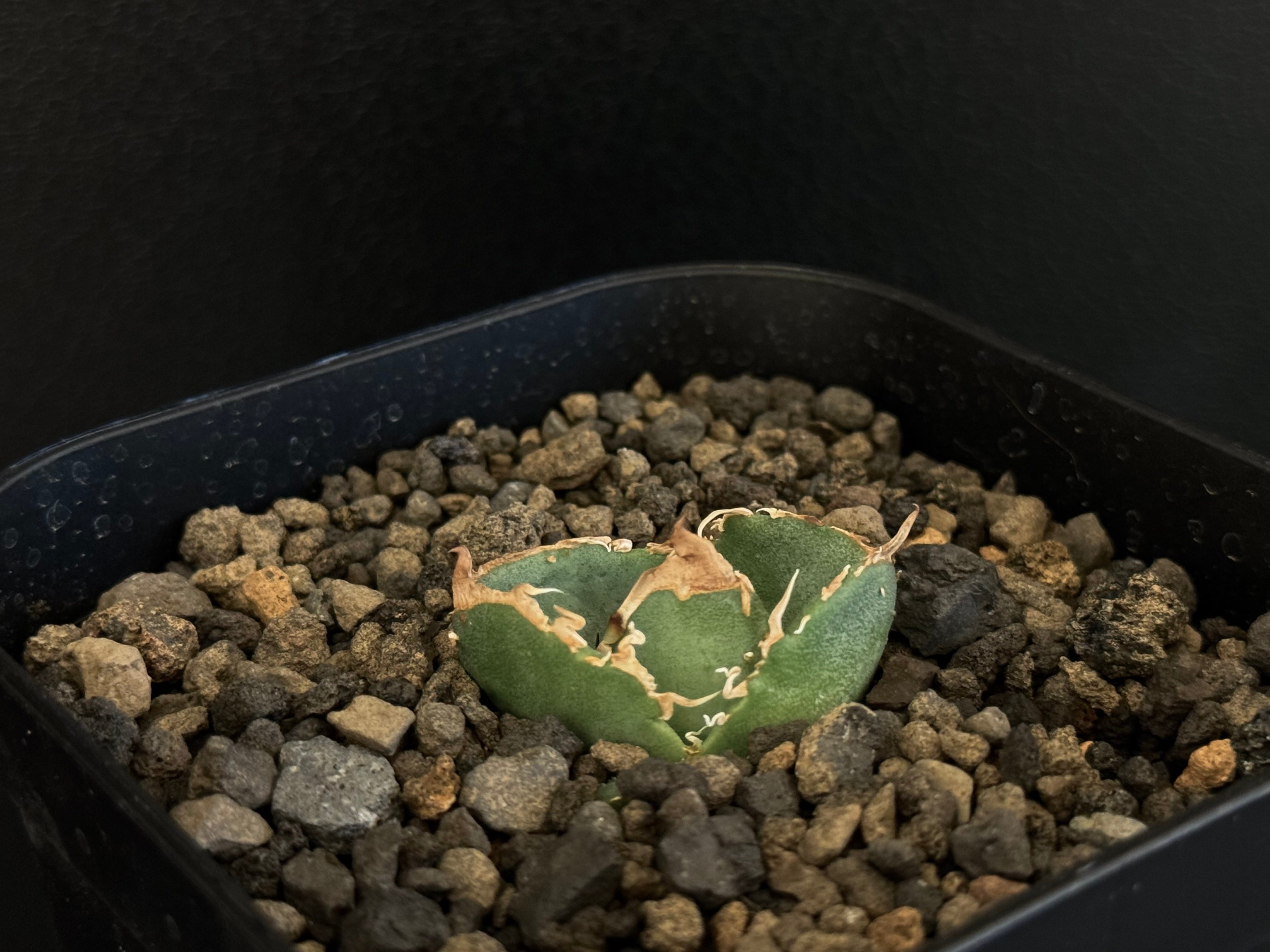 アガベ・チタノタ 疣猪/丸叶背刺（芽/小）-002｜agave titanota wartho