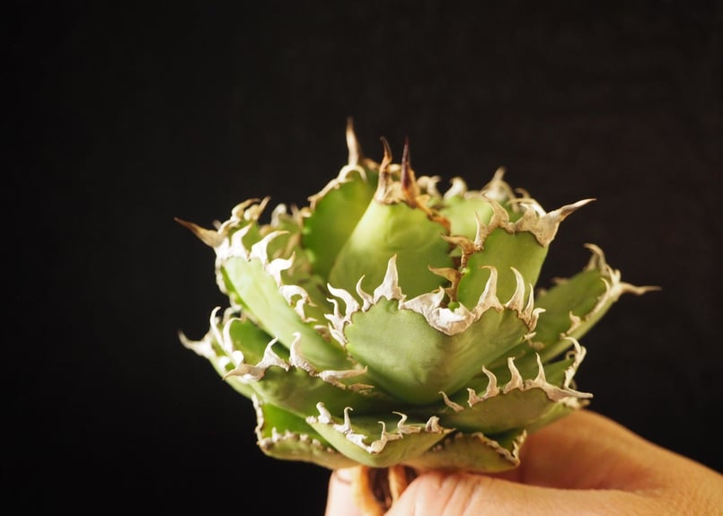 アガベ・チタノタ 圓葉拇指(フィリグリー)|agave titanota アガベ・チタノタ 圓葉拇指(フィリグリー)|agave titanota