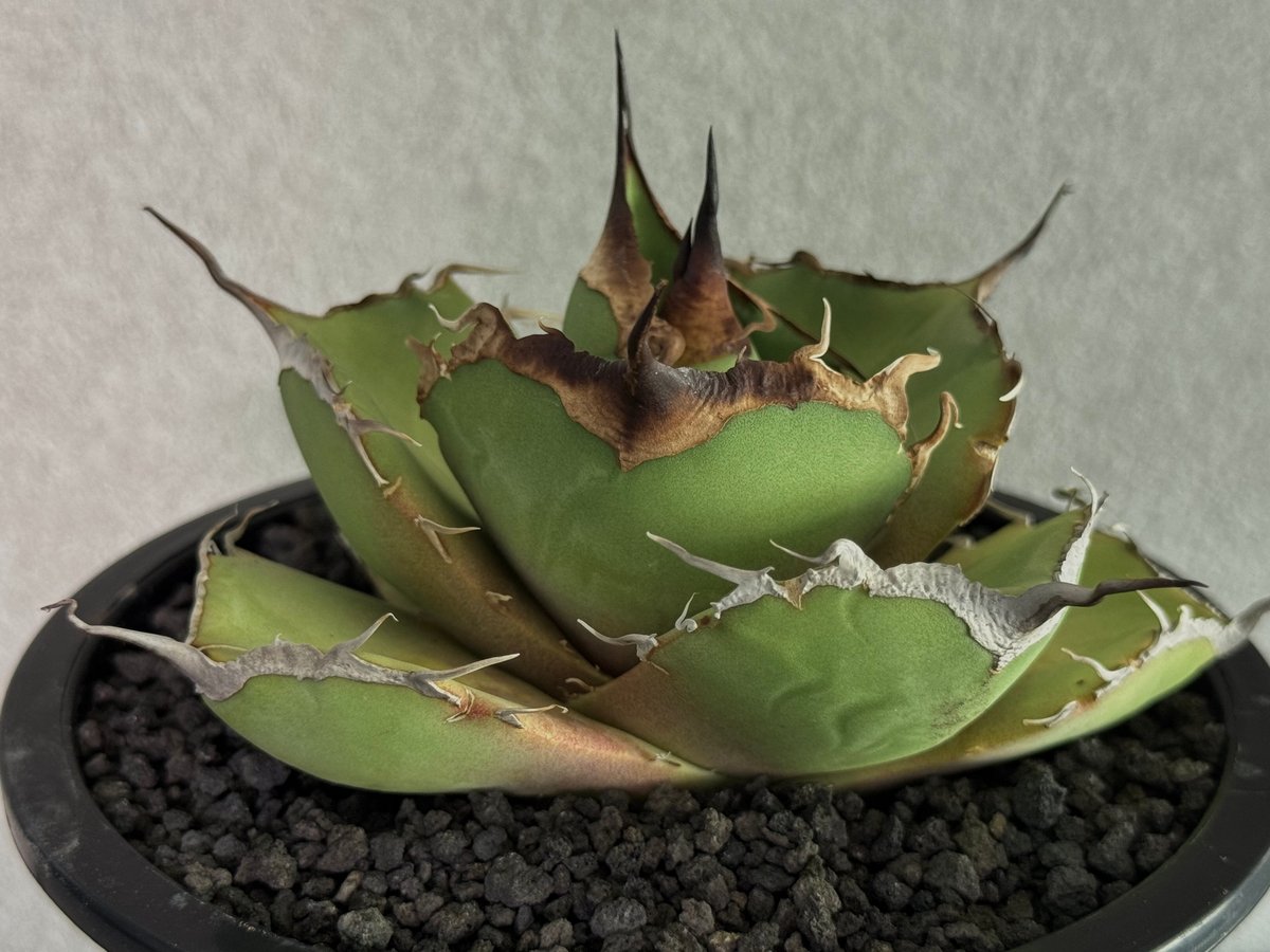 アガベ・チタノタ 黒豹（小株）-061｜agave titanota black