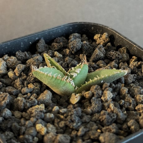 小株】チタノタ 台湾産 ブツブツ 検）スタッズ、麻花龍、冰雹、 金蟾