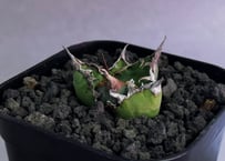 アガベ・チタノタ FO076/オテロイ(芽)005｜agave titanota FO-076