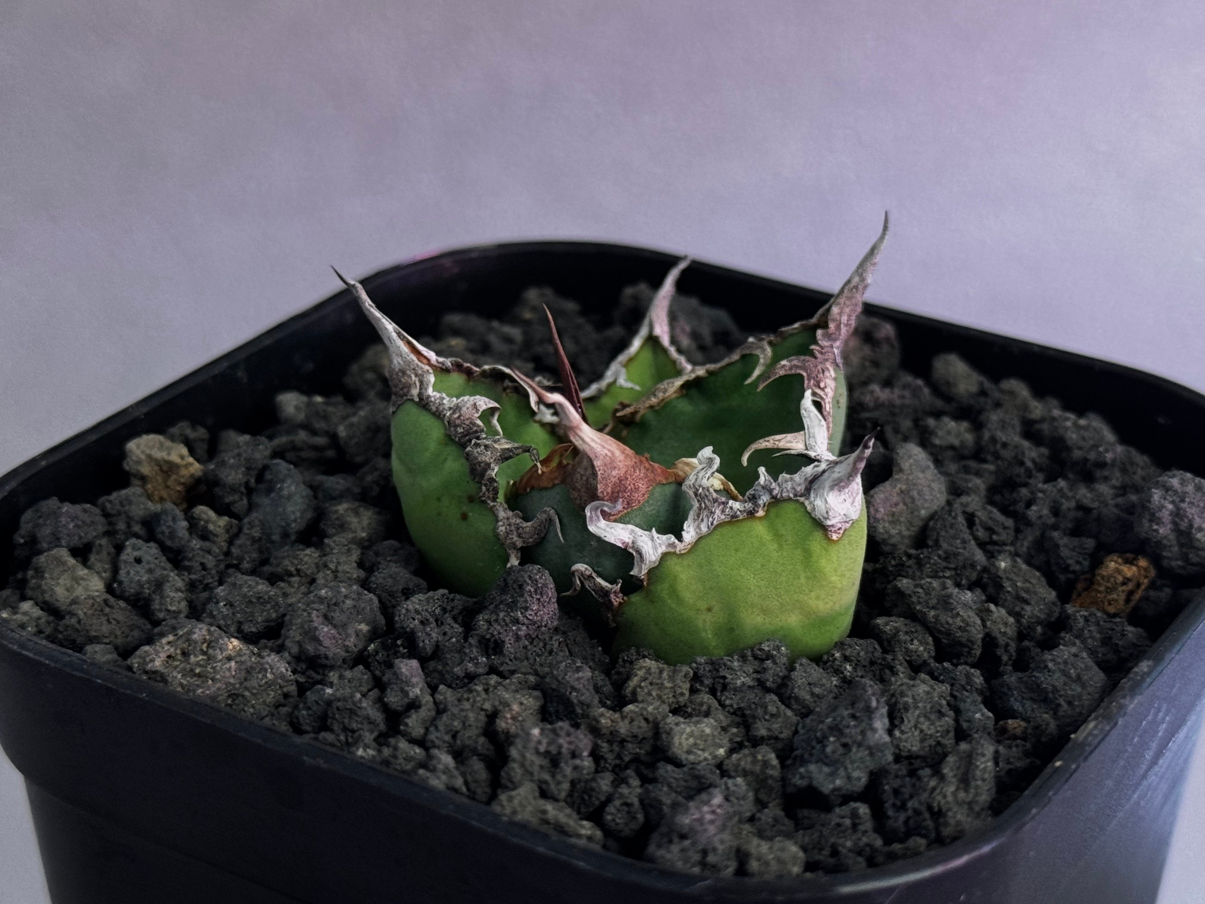 アガベ・チタノタ シーザー/凱撒（芽）-060｜agave titanota caesar |