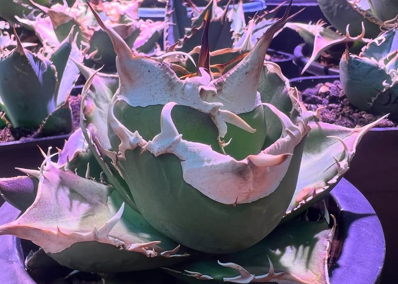 アガベ・チタノタ 中国大白鯊（芽）-005｜agave titanota | Plus_Pla