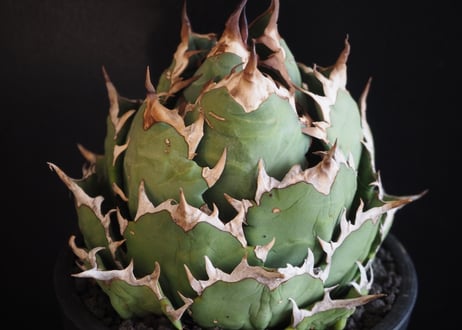 アガベ・チタノタ　姫厳竜（ボールタイプ）中-096｜agave titanota dwarf