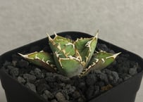 アガベ・チタノタ 白毫刺（芽）-025｜agave titanota