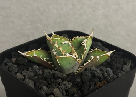 CATEGORY agave oteroi/titanota｜アガベ オテロイ/チタノタ |