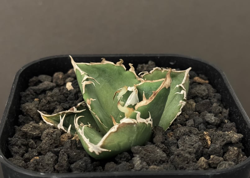 アガベ・チタノタ CG01 追星（芽/大）-010｜agave CG01/Cok | Plus